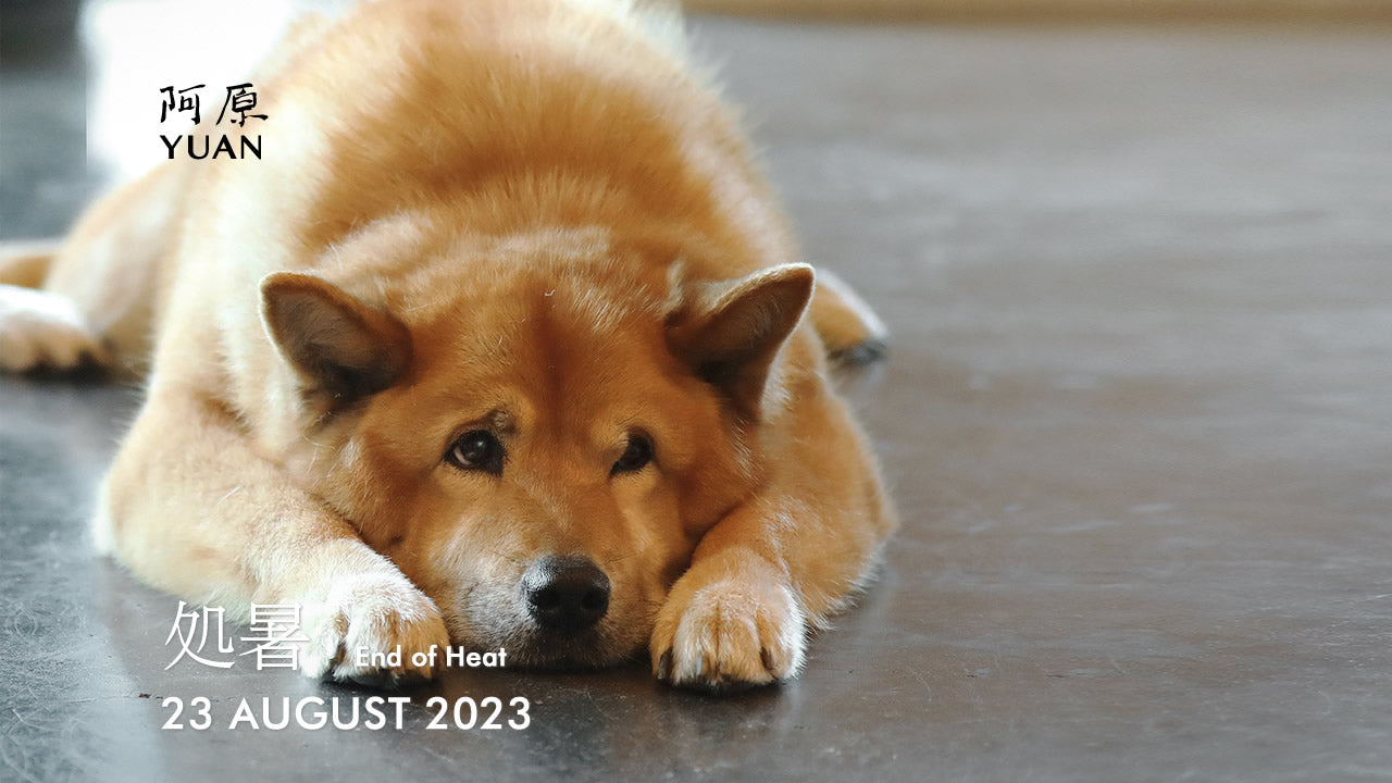 二十四節気「処暑(しょしょ)」2023