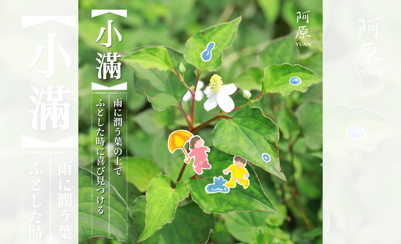 二十四節気「小満（しょうまん）」2025