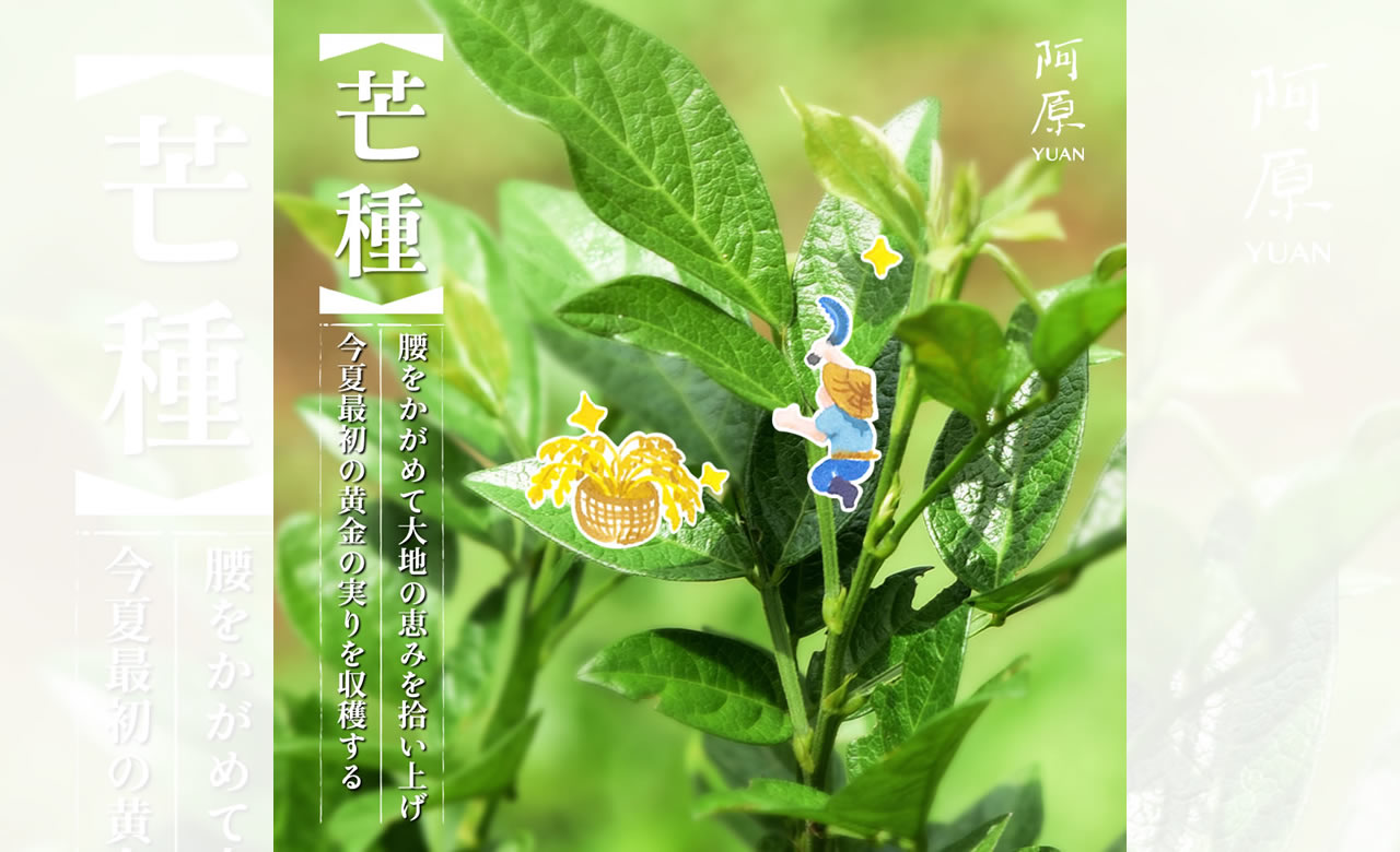 二十四節気「芒種（ぼうしゅ）」2025