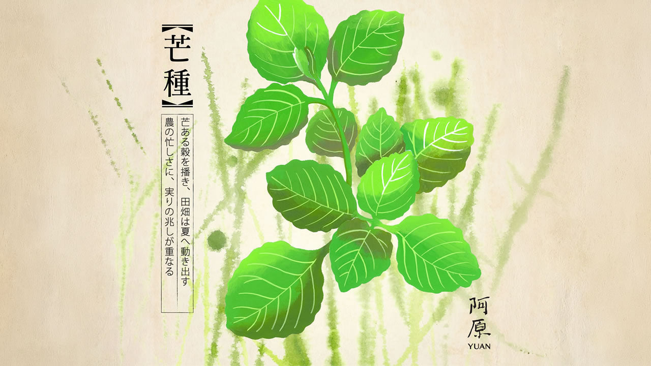 二十四節気「芒種（ぼうしゅ）」2026