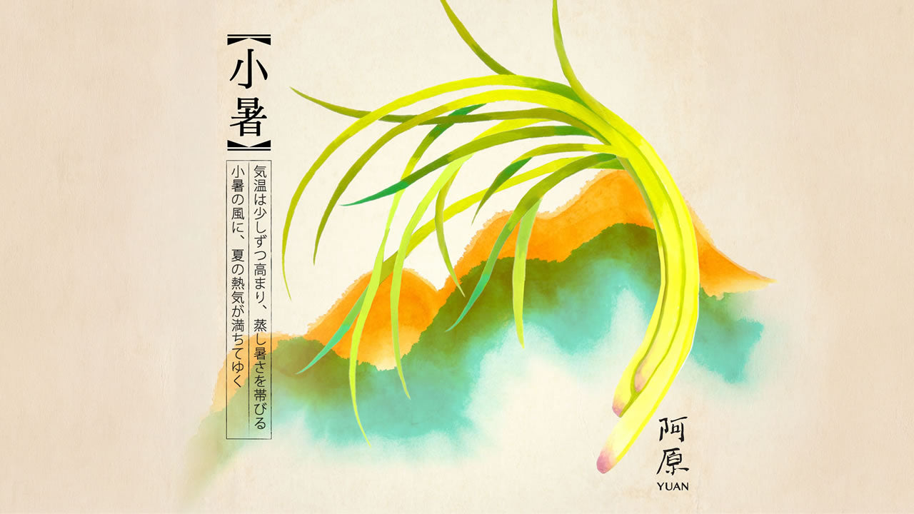 小暑2026